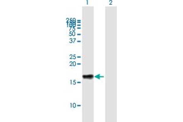 LST1 antibody  (AA 1-118)
