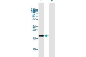 Western Blot analysis of LST1 expression in transfected 293T cell line by LST1 MaxPab polyclonal antibody. (LST1 antibody  (AA 1-118))