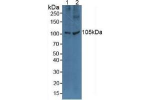 Western blot analysis of (1) Human A549 Cells and (2) Human HeLa cells.