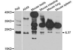 Western blot analysis of extracts of various cell lines, using IL37 antibody. (IL-37 antibody)