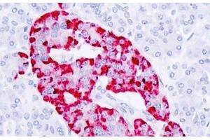 Human Pancreas, Islet: Formalin-Fixed, Paraffin-Embedded (FFPE) (CPE antibody  (AA 271-320))