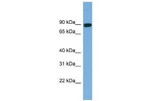 AFAP1 antibody used at 1 ug/ml to detect target protein.