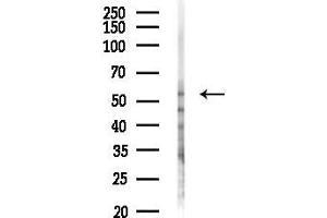 anti-CCZ1 Vacuolar Protein Trafficking and Biogenesis Associated Homolog B (CCZ1B) antibody