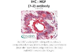 Image no. 2 for anti-Hepatocyte Growth Factor (Hepapoietin A, Scatter Factor) (HGF) antibody (ABIN1723243) (HGF antibody)