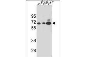 Y2B Antibody (N-term) (ABIN654651 and ABIN2844347) western blot analysis in HL-60,CEM and K562 cell line lysates (35 μg/lane). (AMY2B antibody  (N-Term))
