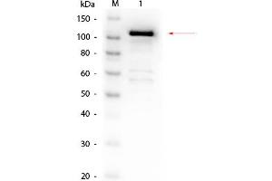 Western Blot of Rabbit anti-Beta Galactosidase (E. (GLB1 antibody  (Tag) (Biotin))