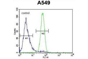 Flow cytometric analysis of A549 cells using FSTL1 Antibody (C-term) Cat.