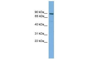 Mitofusin 1 antibody used at 1 ug/ml to detect target protein. (MFN1 antibody  (Middle Region))