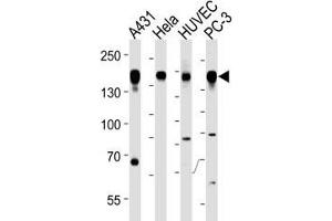 Epidermal Growth Factor Receptor antibody western blot analysis in A431, HeLa, HUVEC, PC3 lysate (EGFR antibody  (AA 1070-1099))