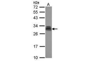 Image no. 2 for anti-Pituitary Tumor-Transforming 2 (PTTG2) (AA 2-174) antibody (ABIN1500512) (PTTG2 antibody  (AA 2-174))