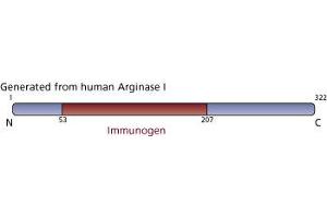 Image no. 2 for anti-Arginase, Liver (ARG1) (AA 53-207) antibody (ABIN968128) (Liver Arginase antibody  (AA 53-207))