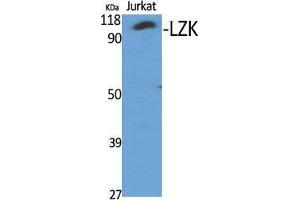 Western Blot (WB) analysis of specific cells using LZK Polyclonal Antibody. (MAP3K13 antibody  (Internal Region))