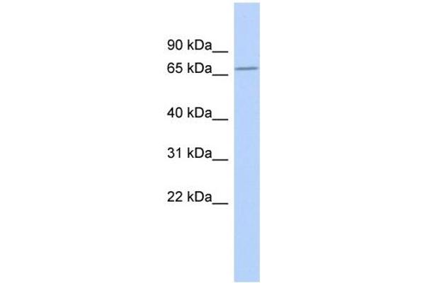 ZNF404 antibody  (Middle Region)