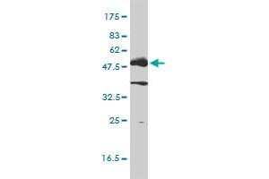 LCK antibody  (AA 1-539)
