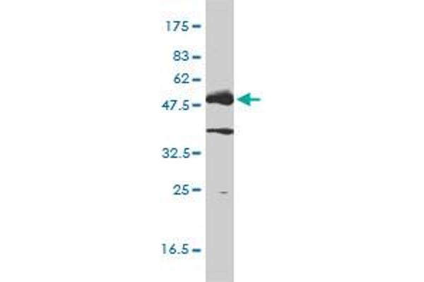 LCK antibody  (AA 1-539)