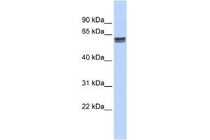 WB Suggested Anti-PEPD Antibody Titration: 0. (PEPD antibody  (Middle Region))