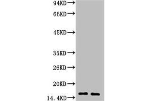 Western blot analysis of 1) Human Milk, 2) Milk, diluted at 1:3000. (LALBA antibody)
