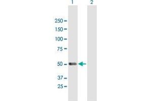 Western Blot analysis of PACSIN1 expression in transfected 293T cell line by PACSIN1 MaxPab polyclonal antibody. (PACSIN1 antibody  (AA 1-444))