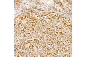 Immunohistochemistry (IHC) image for anti-Mitochondrial Import Receptor Subunit TOM20 homolog (TOMM20) (AA 20-145) antibody (ABIN7268554)