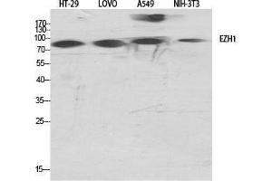 Western Blot (WB) analysis of specific cells using ENX-2 Polyclonal Antibody. (EZH1 antibody  (Internal Region))