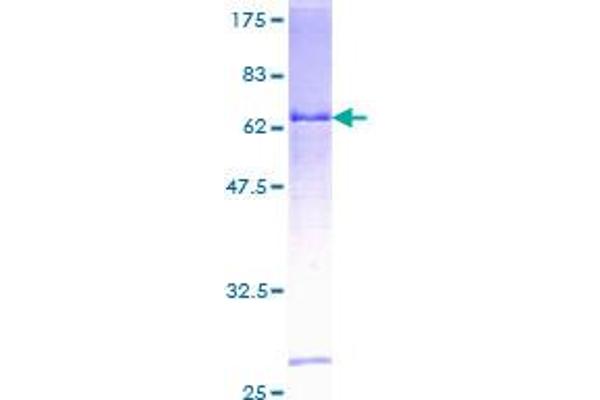 HEMK1 Protein (AA 1-338) (GST tag)