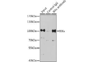 Immunoprecipitation analysis of 200 μg extracts of K-562 cells, using 3 μg IKKε antibody (ABIN7267876). (IKKi/IKKe antibody  (AA 460-620))