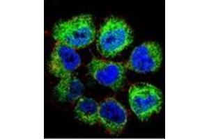 Confocal immunofluorescent analysis of GTF2H2C Antibody (C-term) Cat. (GTF2H2C antibody  (C-Term))