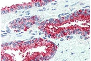 Anti-CDCP1 antibody  ABIN960754 IHC staining of human prostate.