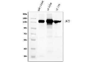 Western blot analysis of CD13/ANPEP using anti-CD13/ANPEP antibody (ABIN7600088).
