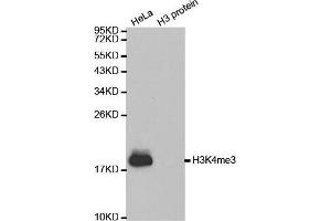 Western Blotting (WB) image for anti-Histone 3 (H3) (H3K4me3) antibody (ABIN6219512) (Histone 3 antibody  (H3K4me3))