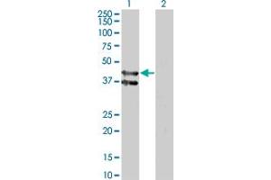 GPR175 antibody  (AA 281-371)