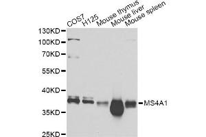 Western blot analysis of extracts of various cell lines, using MS4A1 Antibody (ABIN5970906) at 1/1000 dilution. (CD20 antibody)
