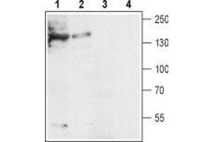 Western blot analysis of mouse (lanes 1 and 3) and rat (lanes 2 and 4) heart lysates: - 1,2. (SLC8A1 antibody  (3rd Intracellular Loop))