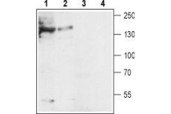 SLC8A1 antibody  (3rd Intracellular Loop)