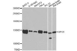 Western blot analysis of extracts of various cell lines, using XPO5 antibody. (XPO5 antibody  (AA 925-1204))
