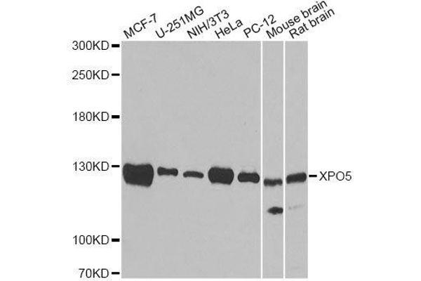 XPO5 antibody  (AA 925-1204)