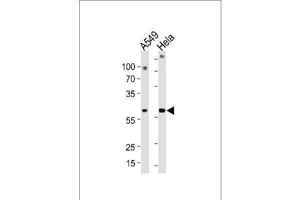 FAM50A antibody  (C-Term)