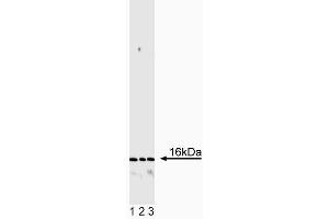 Western blot analysis of CD3zeta. (CD247 antibody)