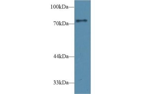 CD2AP anticorps  (AA 368-623)