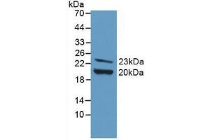 Western blot analysis of recombinant Mouse FGF2. (FGF2 antibody  (AA 10-154))