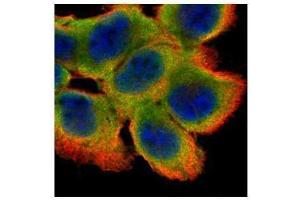 ICC/IF Image Confocal immunofluorescence analysis (Olympus FV10i) of paraformaldehyde-fixed A431, using Cystatin B, antibody (Green) at 1:500 dilution. (CSTB antibody)