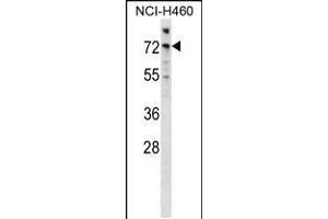 Western blot analysis in NCI-H460 cell line lysates (35ug/lane). (ARAF antibody  (AA 249-277))