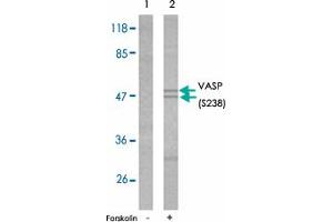 Western blot analysis of extracts from NIH/3T3 cells untreated or treated with forskolin (40uM 30 min) using VASP (phospho S238) polyclonal antibody . (VASP antibody  (pSer238))