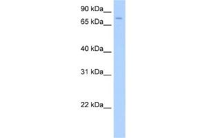 WB Suggested Anti-SV2A Antibody Titration:  0.