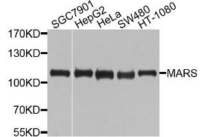 Western blot analysis of extracts of various cells, using MARS antibody.