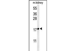 Western blot analysis of LYPD1 Antibody (C-term) (ABIN653701 and ABIN2843019) in mouse kidney tissue lysates (35 μg/lane). (LYPD1 antibody  (C-Term))