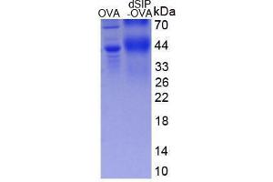 TSC22 Domain Family, Member 3 (TSC22D3) (AA 1-9) peptide (Ovalbumin)