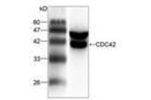 Image no. 1 for anti-Cell Division Cycle 42 (GTP Binding Protein, 25kDa) (CDC42) antibody (ABIN791481) (CDC42 antibody)