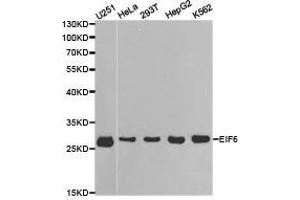 Western Blotting (WB) image for anti-Eukaryotic Translation Initiation Factor 6 (EIF6) antibody (ABIN1872511)