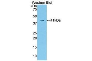 Western Blotting (WB) image for anti-VGF Nerve Growth Factor Inducible (VGF) (AA 330-449) antibody (ABIN1174278)